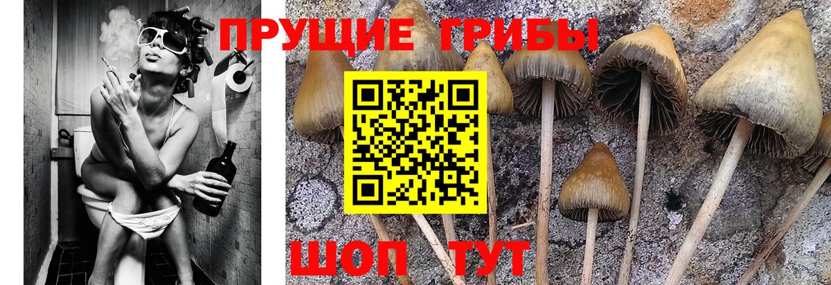 Псилоцибиновые грибы прущие грибы  Псилоцибиновые грибы Magic Shrooms  Вход с VPN  Волжский 